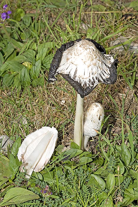 Coprinus